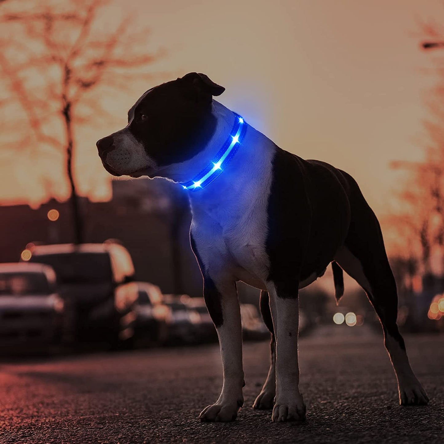 Led Dog Collar - Rechargeable, Water-Resistant, Flashing, Glowing, Night Walking Collar for Dogs.